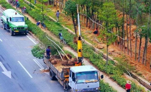 解讀園林綠化施工全過程,教你如何成為綠化行業(yè)大佬