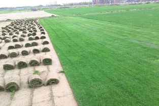 四川混播草坪哪家好 服務(wù)為先 永利供應(yīng)